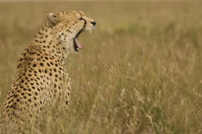 Framed Print : Cheetah (Acinonyx jubatus) adult, yawning, sitting in grass, Masai Mara, National Reserve, Kenya Framed Print : Cheetah (Acinonyx jubatus) adult, yawning, sitting in grass, Masai Mara, National Reserve, Kenya