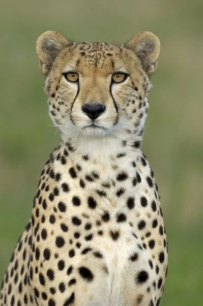 Cheetah (Acinonyx jubatus) adult, close-up of head, Masai Mara, Kenya