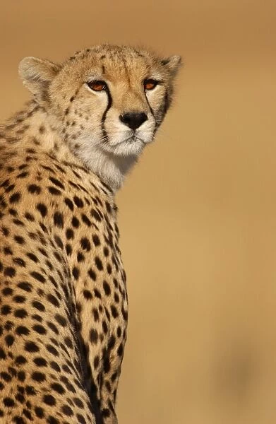 Cheetah (Acinonyx jubatus) Adult female, close-up of head - Masai Mara, Kenya