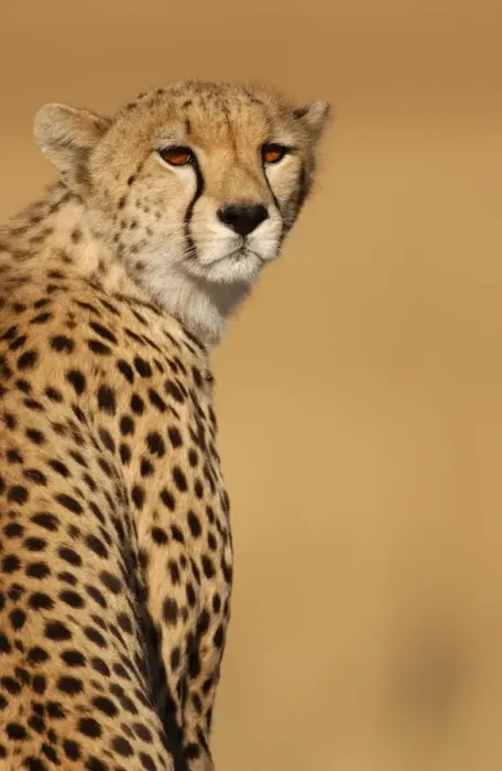Framed Print : Cheetah (Acinonyx jubatus) Adult female, close-up of head - Masai Mara, Kenya