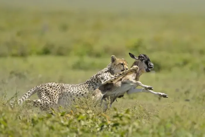 Framed Print : Cheetah (Acinonyx jubatus) adult female, hunting, chasing Blue Wildebeest (Connochaetus taurinus) calf, Serengeti N. P. Tanzania Framed Print : Cheetah (Acinonyx jubatus) adult female, hunting, chasing Blue Wildebeest (Connochaetus taurinus) calf, Serengeti N. P. Tanzania