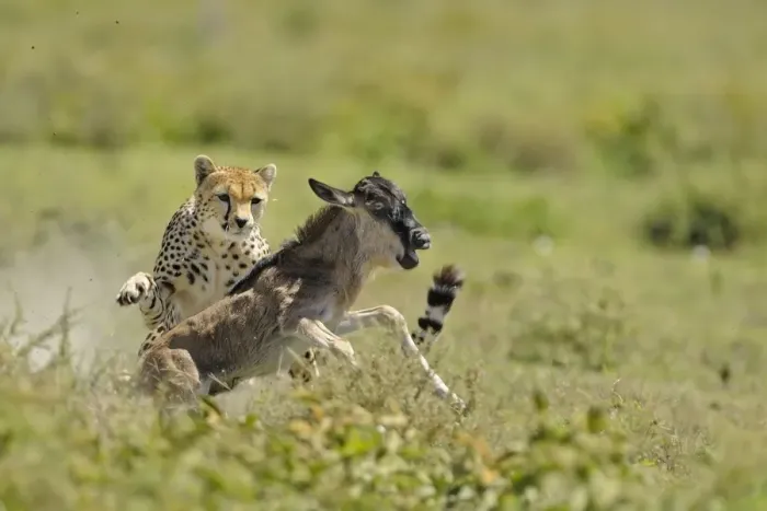 Framed Print : Cheetah (Acinonyx jubatus) adult female, hunting, chasing Blue Wildebeest (Connochaetus taurinus) calf, Serengeti N. P. Tanzania Framed Print : Cheetah (Acinonyx jubatus) adult female, hunting, chasing Blue Wildebeest (Connochaetus taurinus) calf, Serengeti N. P. Tanzania
