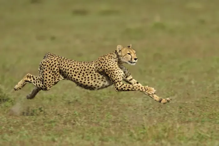 Framed Print : Cheetah (Acinonyx jubatus) adult female, running, hunting in grassland, Serengeti N. P. Tanzania Framed Print : Cheetah (Acinonyx jubatus) adult female, running, hunting in grassland, Serengeti N. P. Tanzania