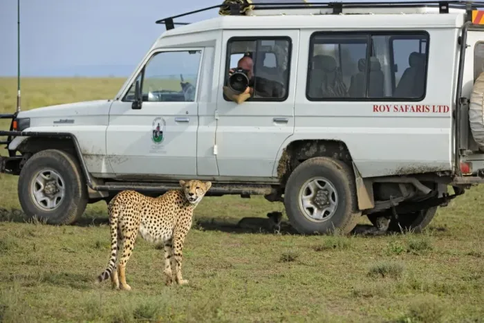 Framed Print : Cheetah (Acinonyx jubatus) adult female, with cubs resting in shade underneath safari vehicle with photographer, Serengeti N. P. Tanzania Framed Print : Cheetah (Acinonyx jubatus) adult female, with cubs resting in shade underneath safari vehicle with photographer, Serengeti N. P. Tanzania