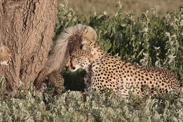 Cheetah (Acinonyx jubatus) adult female, with young cub jumping on head, Masai Mara, Kenya