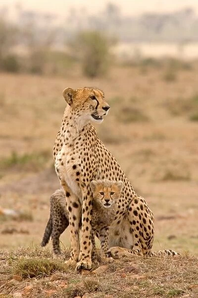Cheetah (Acinonyx jubatus) adult female with cub, sitting, Masai Mara, Kenya