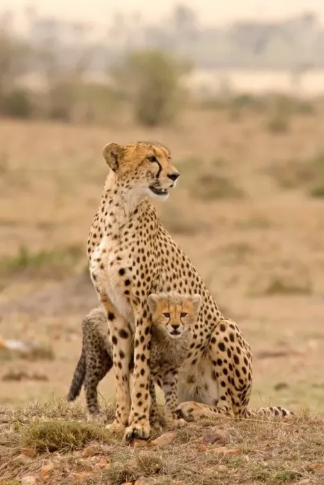 Framed Print : Cheetah (Acinonyx jubatus) adult female with cub, sitting, Masai Mara, Kenya Framed Print : Cheetah (Acinonyx jubatus) adult female with cub, sitting, Masai Mara, Kenya