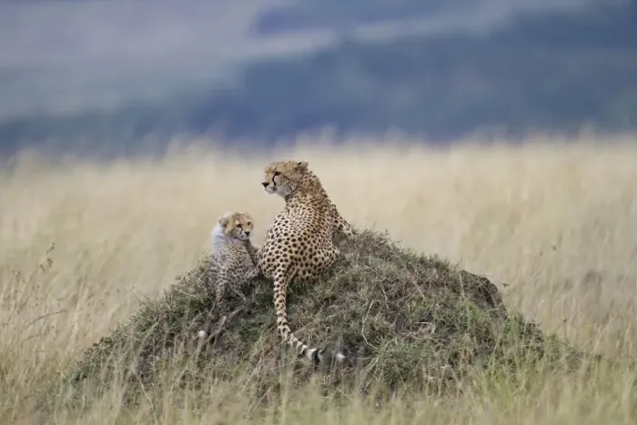 Framed Print : Cheetah (Acinonyx jubatus) adult female with cub, resting on termite mound, Masai Mara, Kenya, August Framed Print : Cheetah (Acinonyx jubatus) adult female with cub, resting on termite mound, Masai Mara, Kenya, August
