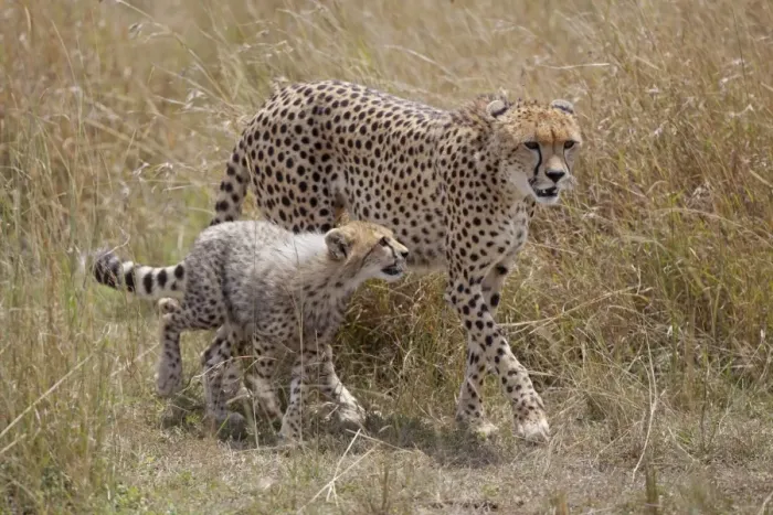 Framed Print : Cheetah (Acinonyx jubatus) adult female with cub, walking in savannah, Masai Mara, Kenya, August Framed Print : Cheetah (Acinonyx jubatus) adult female with cub, walking in savannah, Masai Mara, Kenya, August