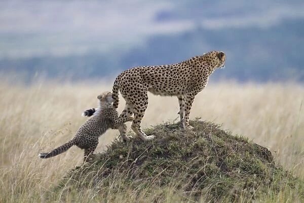 Cheetah (Acinonyx jubatus) adult female with cub, cub playing and biting tail, standing on termite mound, Masai Mara