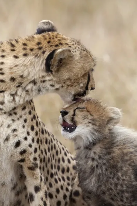 Framed Print : Cheetah (Acinonyx jubatus) adult female with cub, mutual grooming, Masai Mara, Kenya, August Framed Print : Cheetah (Acinonyx jubatus) adult female with cub, mutual grooming, Masai Mara, Kenya, August