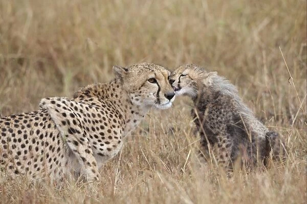 Cheetah (Acinonyx jubatus) adult female with cub, mutual grooming, Masai Mara, Kenya, August