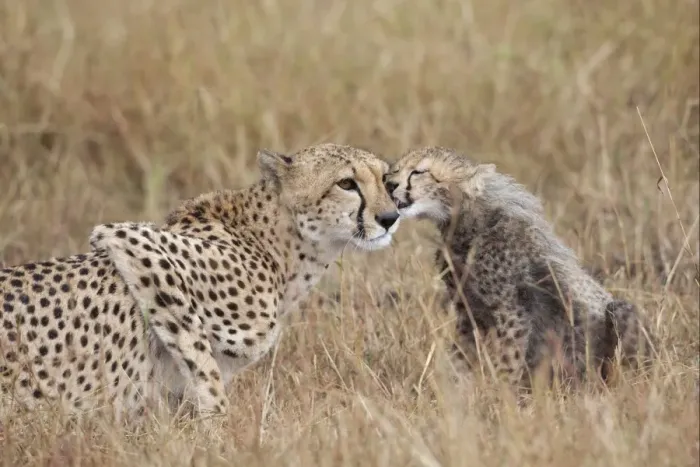 Framed Print : Cheetah (Acinonyx jubatus) adult female with cub, mutual grooming, Masai Mara, Kenya, August Framed Print : Cheetah (Acinonyx jubatus) adult female with cub, mutual grooming, Masai Mara, Kenya, August