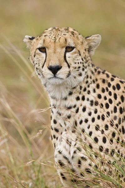 Cheetah (Acinonyx jubatus) adult male, close-up of head, Masai Mara, Kenya