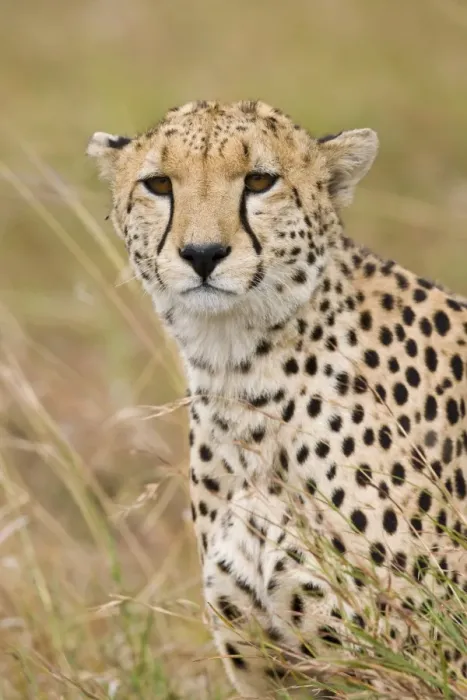 Framed Print : Cheetah (Acinonyx jubatus) adult male, close-up of head, Masai Mara, Kenya