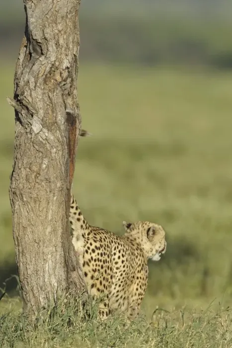 Framed Print : Cheetah (Acinonyx jubatus) adult male, marking territory, urinating up tree trunk, Serengeti N. P. Tanzania Framed Print : Cheetah (Acinonyx jubatus) adult male, marking territory, urinating up tree trunk, Serengeti N. P. Tanzania