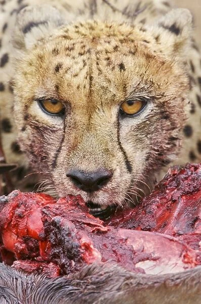 Cheetah (Acinonyx jubatus) close-up of adult, feeding, Kruger N. P. South Africa