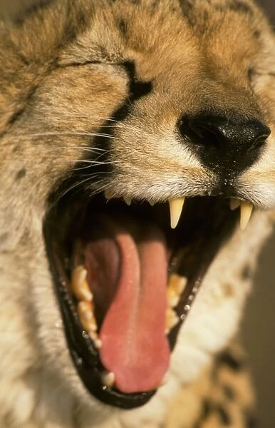 Cheetah (Acinonyx jubatus) Close-up of head - mouth open