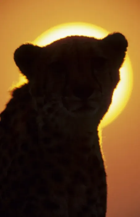 Framed Print : Cheetah (Acinonyx jubatus) Close-up of head silhouette against sun Framed Print : Cheetah (Acinonyx jubatus) Close-up of head silhouette against sun