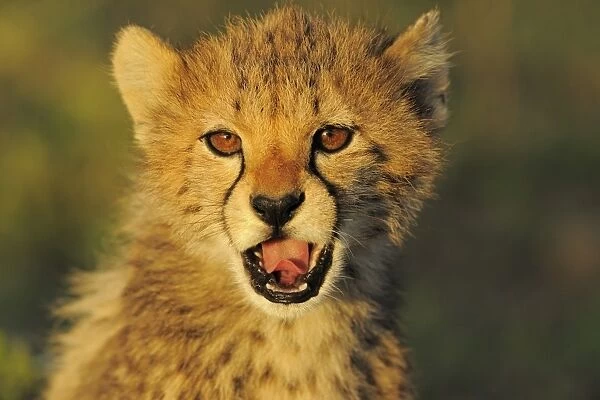 Cheetah (Acinonyx jubatus) cub, yawning, close-up of head, at dusk, Serengeti N. P. Tanzania