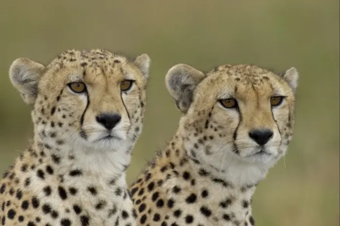 Framed Print : Cheetah (Acinonyx jubatus) two immature males, close-up of heads, Masai Mara, Kenya Framed Print : Cheetah (Acinonyx jubatus) two immature males, close-up of heads, Masai Mara, Kenya