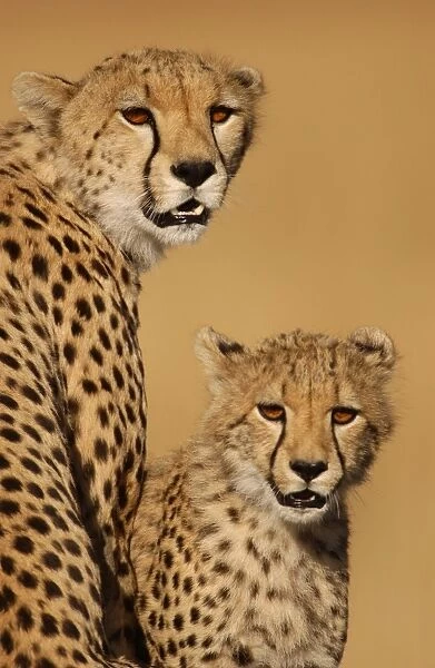 Cheetah (Acinonyx jubatus) Mother and cub, close-up of heads - Masai Mara, Kenya