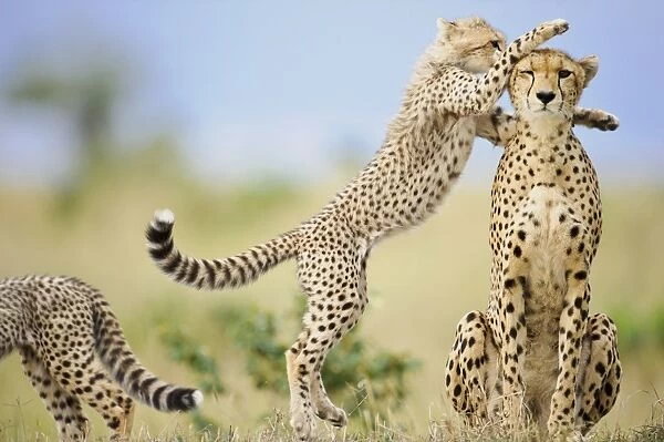 Cheetah (Acinonyx jubatus raineyii) adult female and cubs, one leaping up to mother, Masai Mara, Kenya, November