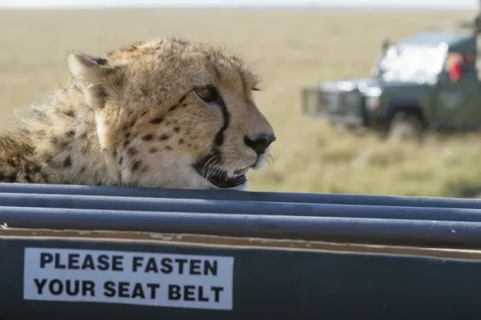 Framed Print : Cheetah (Acinonyx jubatus raineyii) adult, close-up of head, resting on safari vehicle with Please Fasten Your Seat Framed Print : Cheetah (Acinonyx jubatus raineyii) adult, close-up of head, resting on safari vehicle with Please Fasten Your Seat