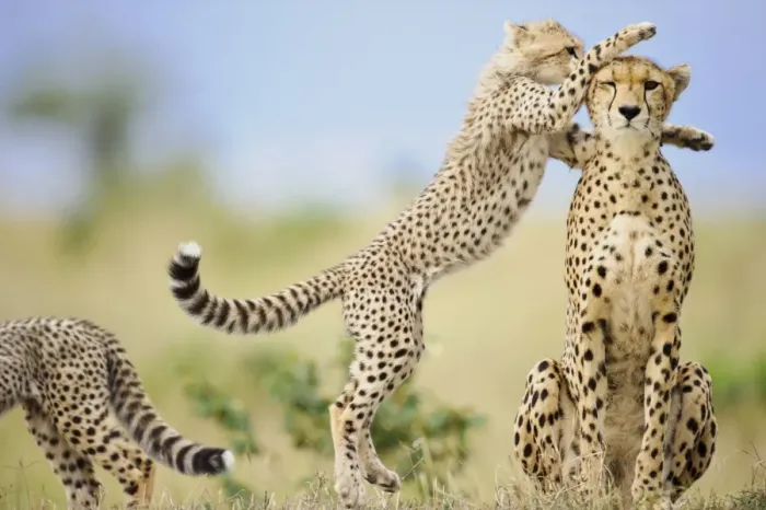 Framed Print : Cheetah (Acinonyx jubatus raineyii) adult female and cubs, one leaping up to mother, Masai Mara, Kenya, November Framed Print : Cheetah (Acinonyx jubatus raineyii) adult female and cubs, one leaping up to mother, Masai Mara, Kenya, November