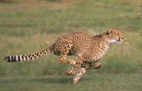 Cheetah (Acinonyx jubatus) Running