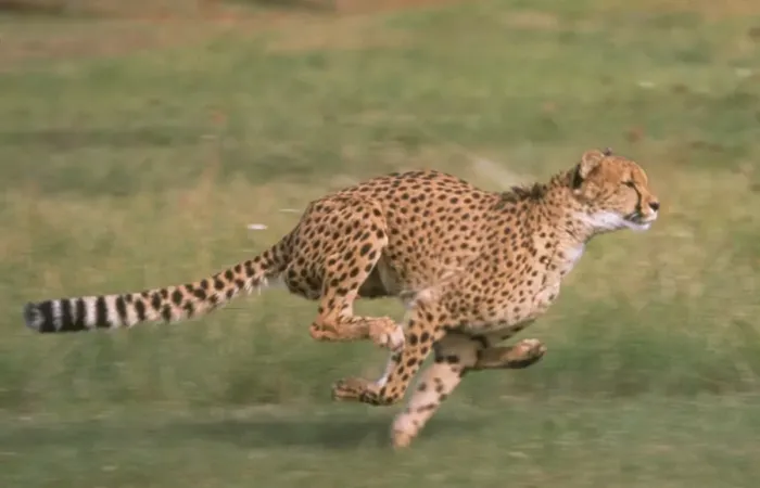Framed Print : Cheetah (Acinonyx jubatus) Running Framed Print : Cheetah (Acinonyx jubatus) Running