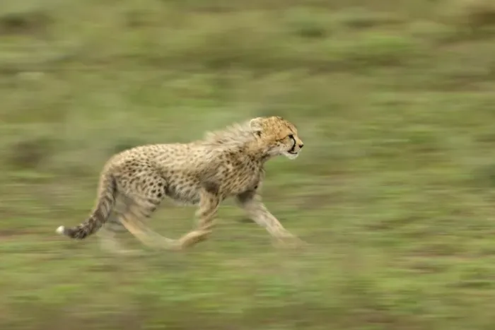 Framed Print : Cheetah (Acinonyx jubatus) young, running, blurred movement, Serengeti N. P. Tanzania Framed Print : Cheetah (Acinonyx jubatus) young, running, blurred movement, Serengeti N. P. Tanzania