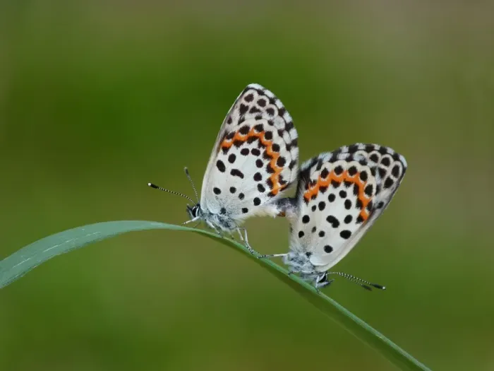 Framed Print : Chequered Blue (Scolitantides orion) adult pair, mating on grass leaf, Cannobina Valley, Italian Alps, Piedmont Framed Print : Chequered Blue (Scolitantides orion) adult pair, mating on grass leaf, Cannobina Valley, Italian Alps, Piedmont