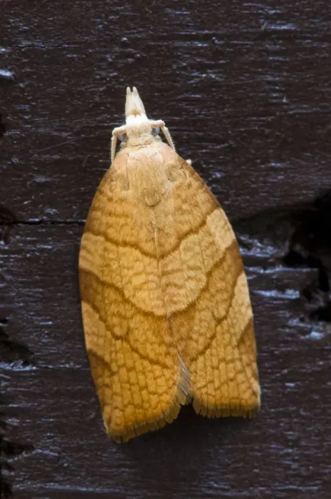 Framed Print : Chequered Fruit-tree Tortrix (Pandemis corylana) adult, resting on fence in garden, Belvedere, Bexley, Kent, England Framed Print : Chequered Fruit-tree Tortrix (Pandemis corylana) adult, resting on fence in garden, Belvedere, Bexley, Kent, England