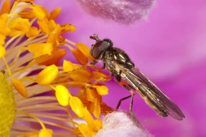 Framed Print : Chequered Hoverfly (Melanostoma scalare) adult female, feeding on anemone flower in garden, Powys, Wales, September Framed Print : Chequered Hoverfly (Melanostoma scalare) adult female, feeding on anemone flower in garden, Powys, Wales, September