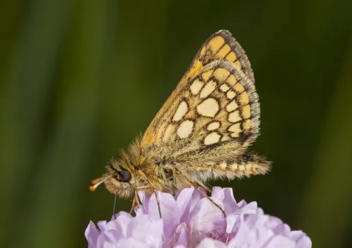 Framed Print : Chequered Skipper (Carterocephalus palaemon) adult male, feeding on thrift flowers, Bulgaria, May Framed Print : Chequered Skipper (Carterocephalus palaemon) adult male, feeding on thrift flowers, Bulgaria, May