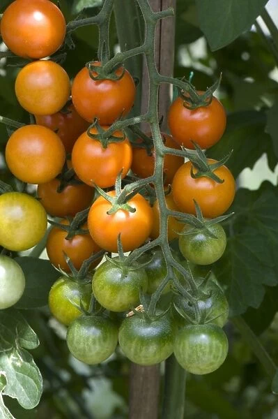 Cherry tomato fruit on a ripening truss on a greenhouse grown plant