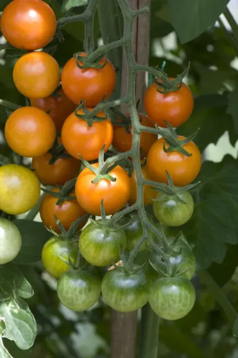 Framed Print : Cherry tomato fruit on a ripening truss on a greenhouse grown plant Framed Print : Cherry tomato fruit on a ripening truss on a greenhouse grown plant
