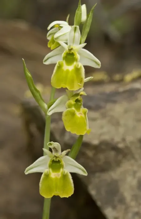 Framed Print : Chestermans Orchid (Ophrys chestermanii) albino form, flowering, Sardinia, Italy, April Framed Print : Chestermans Orchid (Ophrys chestermanii) albino form, flowering, Sardinia, Italy, April