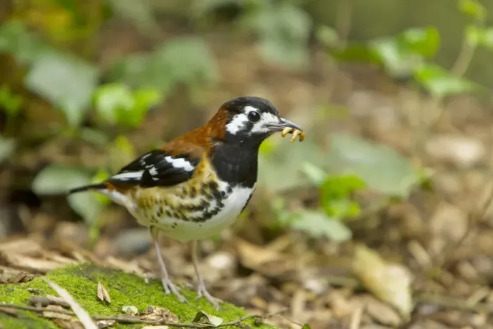 Framed Print : Chestnut-backed Thrush (Zoothera dohertyi) adult, with food in beak, standing on ground Framed Print : Chestnut-backed Thrush (Zoothera dohertyi) adult, with food in beak, standing on ground