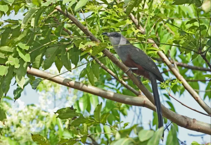 Framed Print : Chestnut-bellied Cuckoo (Coccyzus pluvialis) adult, perched on branch, Port Antonio, Jamaica, april Framed Print : Chestnut-bellied Cuckoo (Coccyzus pluvialis) adult, perched on branch, Port Antonio, Jamaica, april