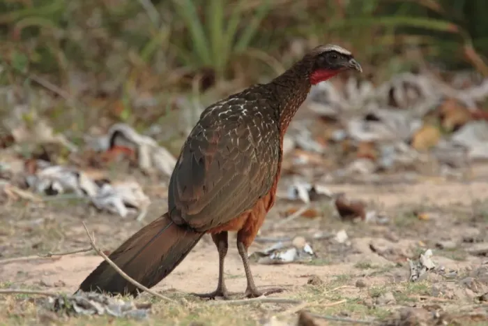 Framed Print : Chestnut-bellied Guan (Penelope ochrogaster) adult, standing on ground, Transpantaneira, Mato Grosso, Brazil, september