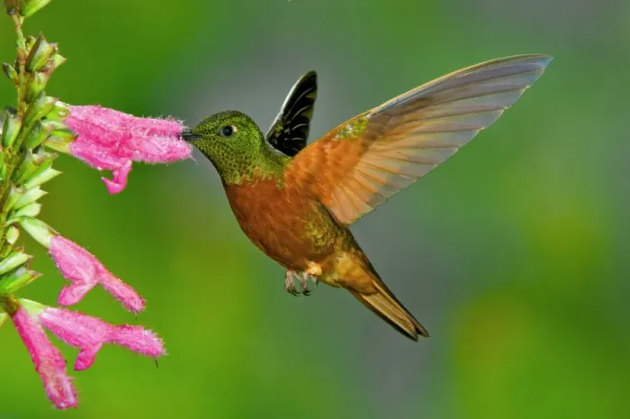 Framed Print : Chestnut-breasted Coronet (Boissonneaua matthewsii) adult, in flight, feeding at flower (captive) Framed Print : Chestnut-breasted Coronet (Boissonneaua matthewsii) adult, in flight, feeding at flower (captive)