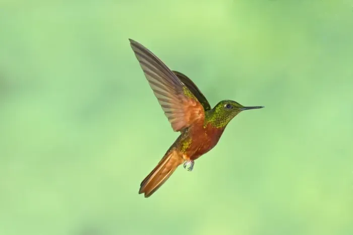 Framed Print : Chestnut-breasted Coronet (Boissonneaua matthewsii) adult, in flight, hovering in montane rainforest, Andes, Ecuador Framed Print : Chestnut-breasted Coronet (Boissonneaua matthewsii) adult, in flight, hovering in montane rainforest, Andes, Ecuador