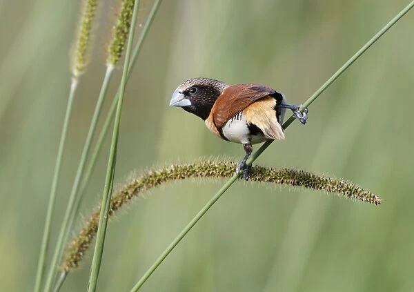 Chestnut-breasted Munia (Lonchura castaneothorax) adult, feeding on grass seeds, Atherton Tableland