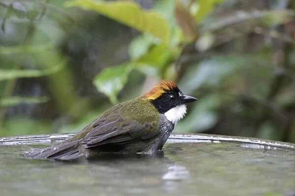 Chestnut-capped Brush-finch (Arremon brunneinucha) adult, bathing in birdbath, Las Grallarias, Mindo, Andes