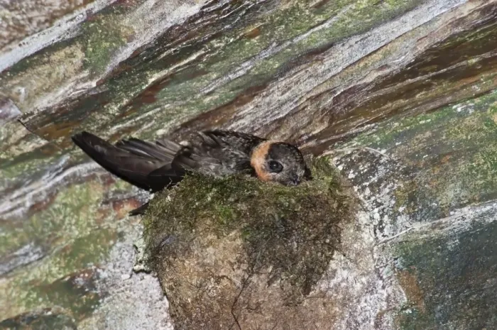 Framed Print : Chestnut-collared Swift (Streptoprocne rutila) adult, sitting on nest in cave, Trinidad, Trinidad and Tobago, July Framed Print : Chestnut-collared Swift (Streptoprocne rutila) adult, sitting on nest in cave, Trinidad, Trinidad and Tobago, July