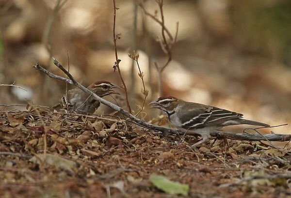 Chestnut-crowned Sparrow-weaver (Plocepasser superciliosus) two adults, feeding on ground, Mole N. P. Ghana, February
