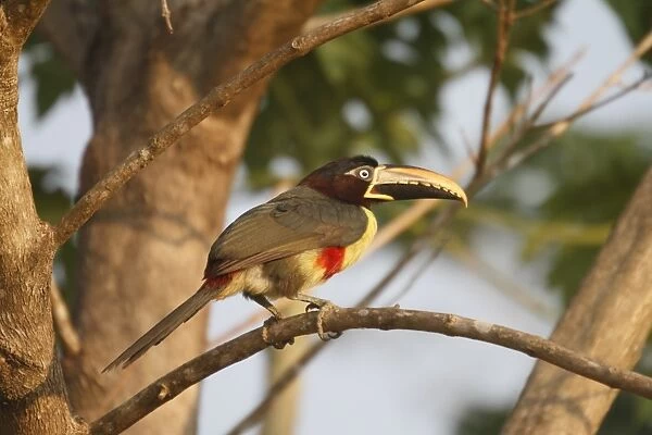 Chestnut-eared Aracari (Pteroglossus castanotis) adult, perched on branch, Pantanal, Mato Grosso, Brazil