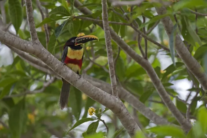 Framed Print : Chestnut-eared Aracari (Pteroglossus castanotis) adult, perched on branch, Pantanal, Mato Grosso, Brazil Framed Print : Chestnut-eared Aracari (Pteroglossus castanotis) adult, perched on branch, Pantanal, Mato Grosso, Brazil